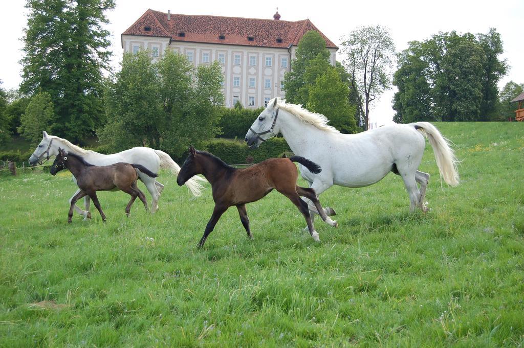Ferienwohnungen Perhofer Birkfeld Exterior foto